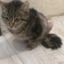 Сильная духом кошечка Вита за несколько недель вынесла 5 операций и намерена победить недуг с помощью омички