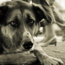 Омские чиновники хотят обязать себя умерщвлять животных