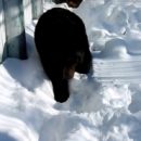 Омский медведь Кузя как был жирным, так и не похудел за всю зиму