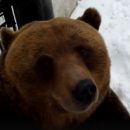 Омский медведь Фома проснулся бодрым, добрым и толстым
