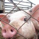 В Омской области вновь готовятся к африканской чуме свиней