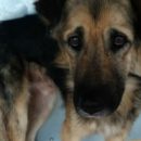 В Омске робеет и голодает грустный пес, который никогда не улыбается