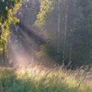 На севере Омской области определят стоимость лесов
