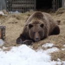 Медведица Маша передумала просыпаться, увидев омскую весну