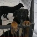 Выброшенные на рельсы омские щенки, дважды обманувшие смерть, не могут решить простую жилищную проблему