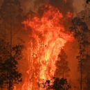 Стало известно, где и когда в Омской области могут вспыхнуть лесные пожары в 2020 году