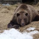 Горячая косолапая женщина Маша все же сдалась ударившим в Омской области морозам