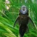 Омские рыбы попали на видео во время исполнения оперы