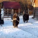 Омский подросток-овцебык Шаман встречает Новый год Быка со строгой мамой и загадывает желание отметить …