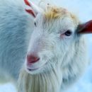 Омский козел Василий в новой жизни обзавелся неподходящей подружкой и рогами, которых быть не должно