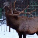 Омский олень Хасан обидел и прогнал состарившуюся жену, променяв ее на двух молодых красоток