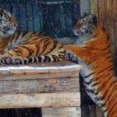Омские тигры Граф и Аза остались без романтики, потому что погрязли в быту и некуда деть детей