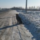 В омском приюте для животных объяснили, зачем предупредили жителей о роспуске более 100 бездомных собак
