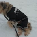 Омский парализованный пес Келли после выстрела в спину нашел в себе силы встать на лапы