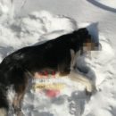 В Чкаловском поселке произошло хладнокровное убийство точным выстрелом