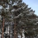 На севере Омской области ликвидировали две администрации сельских поселений