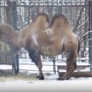 Омская верблюдица Катя затосковала без мужчины после того, как овдовела и развелась