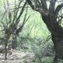 На пяти улицах Омска обещают масштабную высадку деревьев