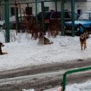 Омичка пожаловалась на стаю бродячих собак, которая «терроризируют» людей