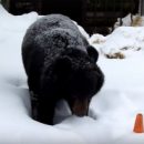 В Омской области проснулся первый медведь и сразу оказался в шоке