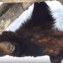 Омская медведица Маша, оставшись без детей с утра, принялась за бьюти-процедуры